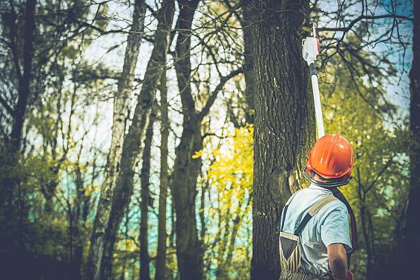 How Our Tree Care Process Works  in  Valley Mills, TX